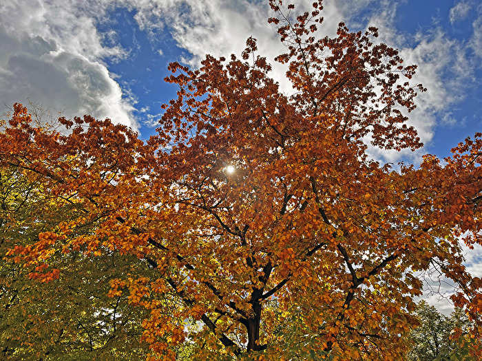 Nur mal so, das ist der Baum vor meinem Balkon…