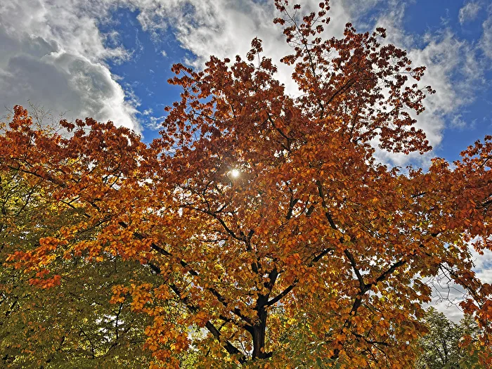 Nur mal so, das ist der Baum vor meinem Balkon…