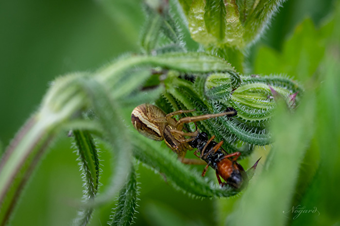 Krabbenspinne mit Beute