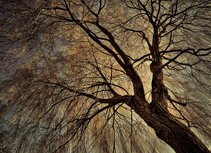 Herbstbaum