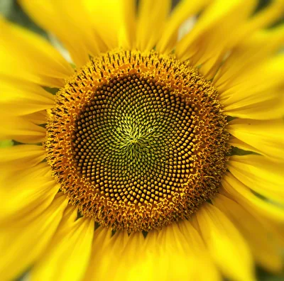 Sonnige Grüße