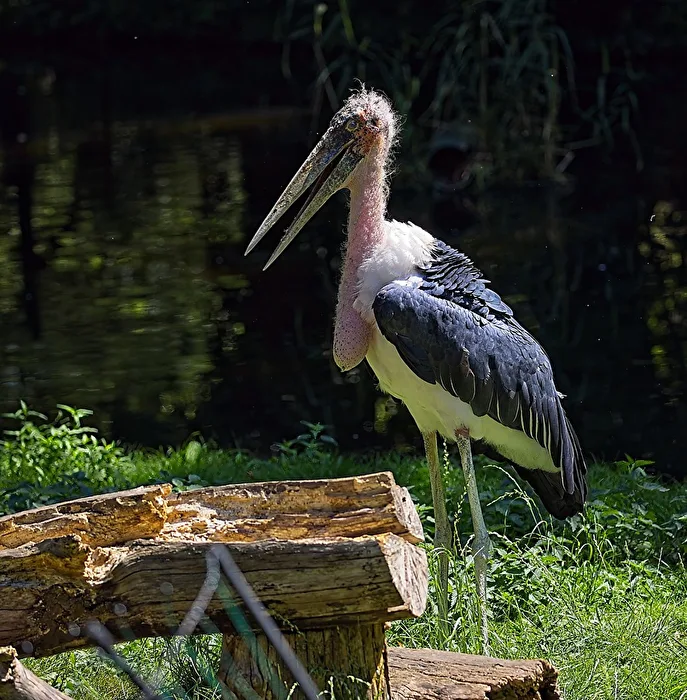 Marabou