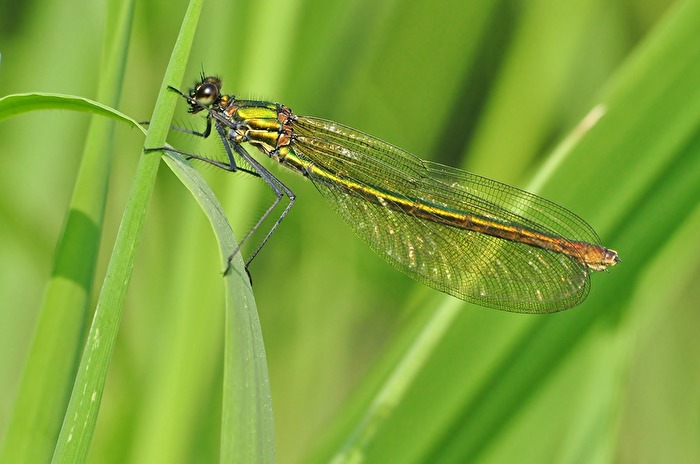 " Eine wahre Pracht "