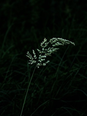 Grashalm in der Nacht