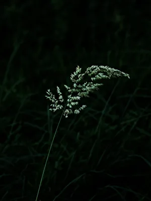 Grashalm in der Nacht