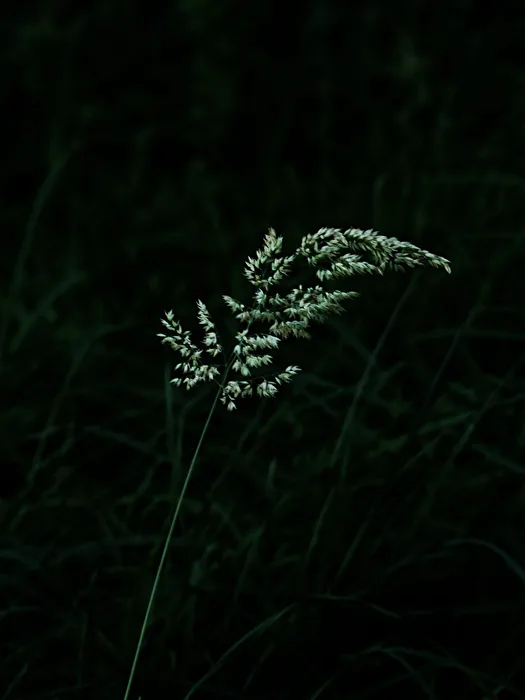 Blade of Grass at Night