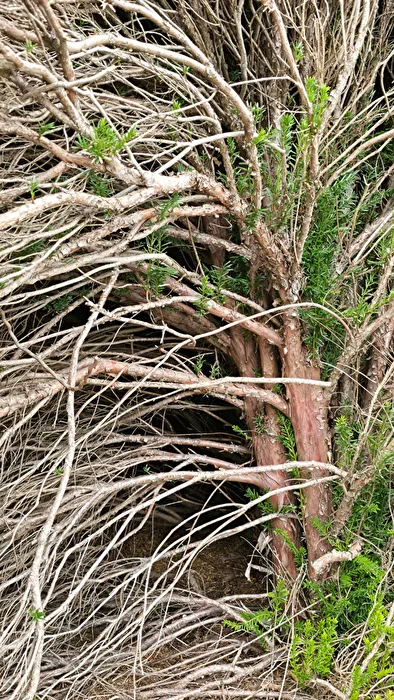Hedge from inside