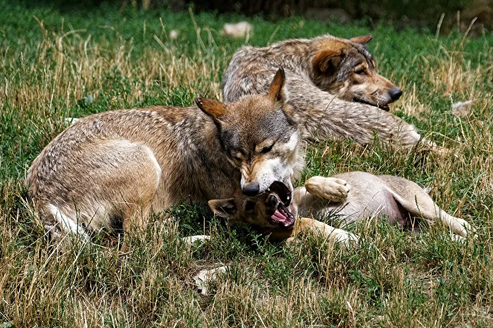 Timberwolves