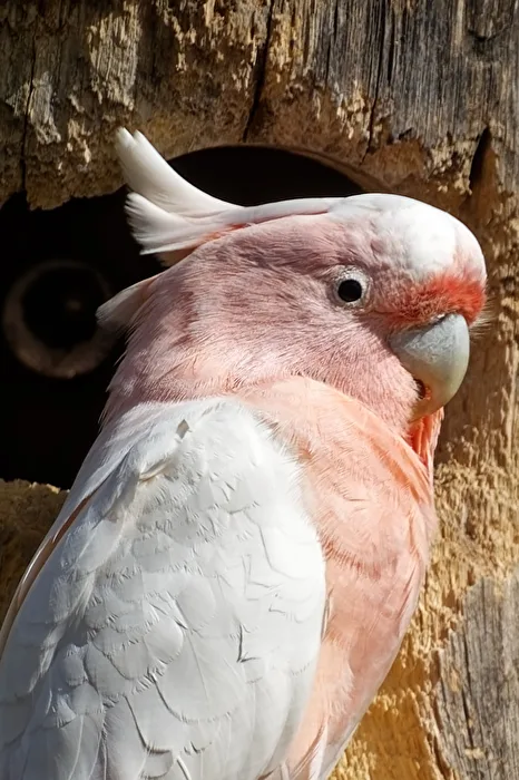 Inca - Cacatua