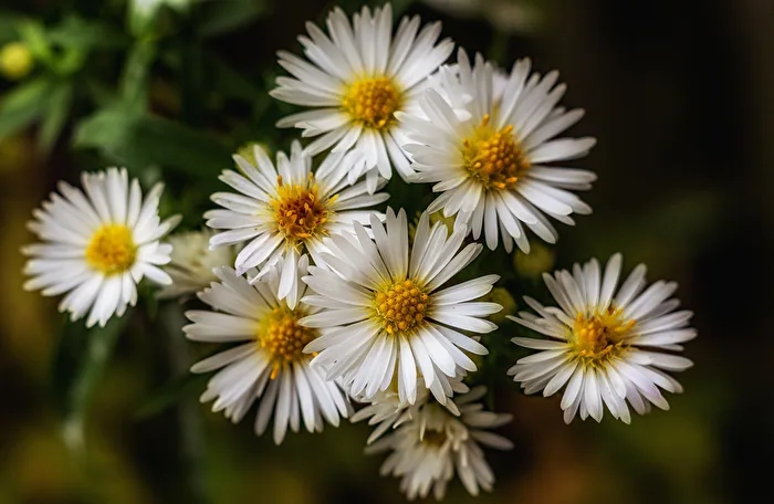 Aster autunnali