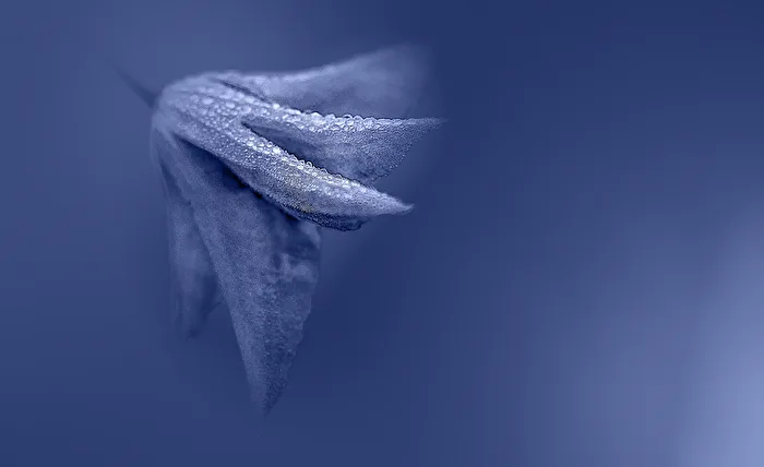 blaue Perlen