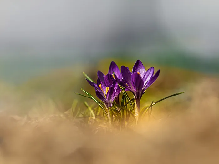 Krokus