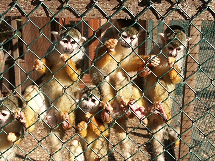 Totenkopfäffchen