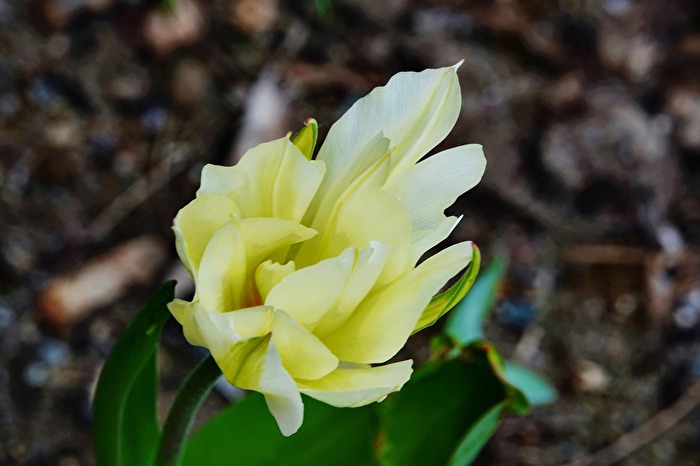 Tulpenblüte