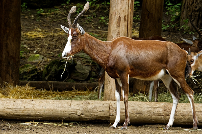 Bleßbock