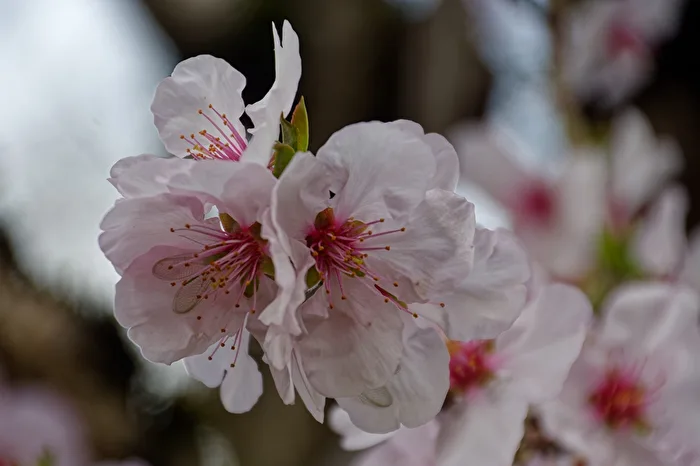 Kirschblüten