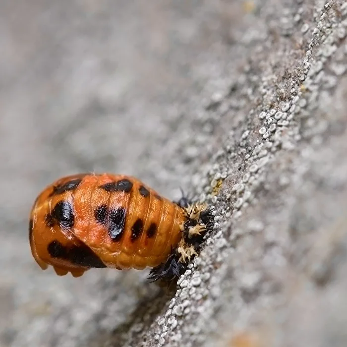 Ladybug Larva