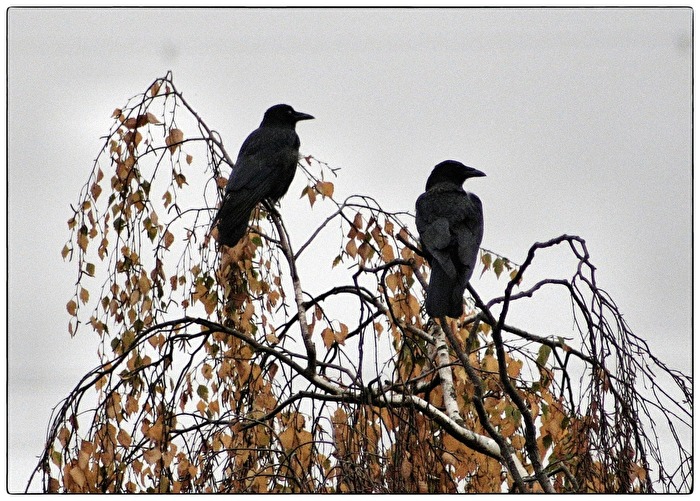 Krähen