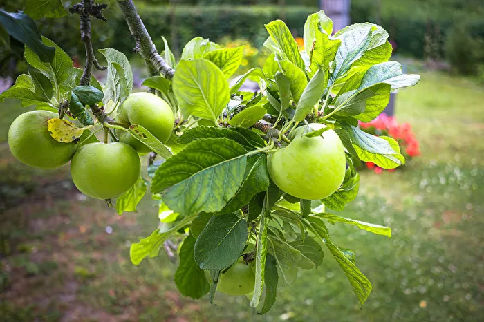 Anticipation for apple pie