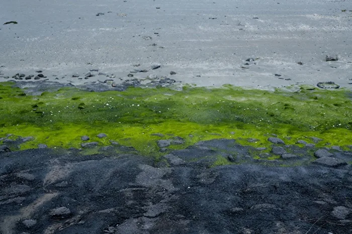 Grüne Texturen