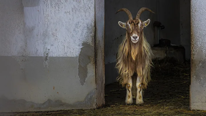 Der Wächter im Stall