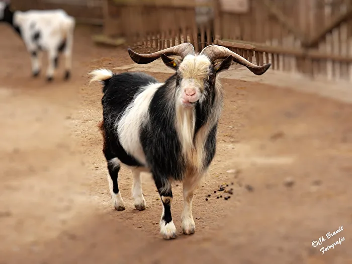 Pretty goat!