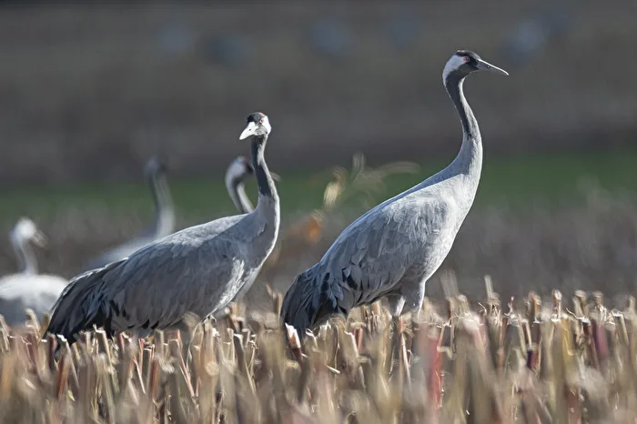 Kranichbeobachtung Fischland-Darß