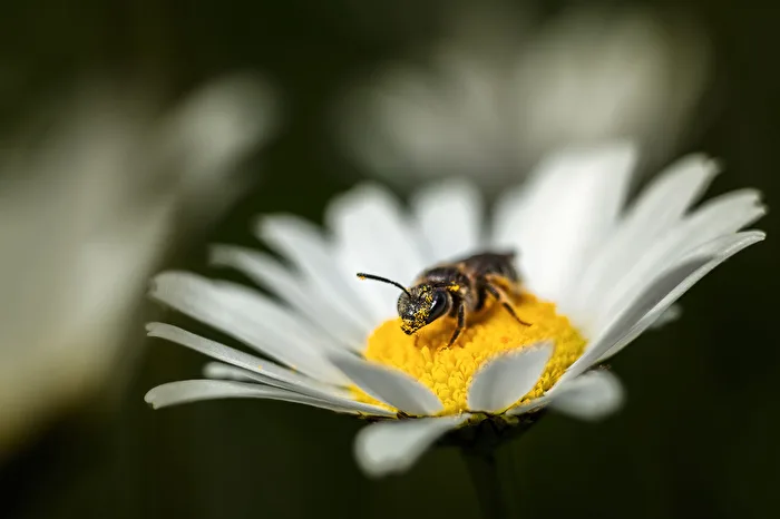 Bienen, Wildbiene