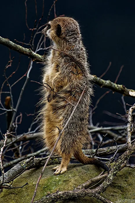 Meerkat