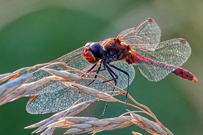 Common Darter