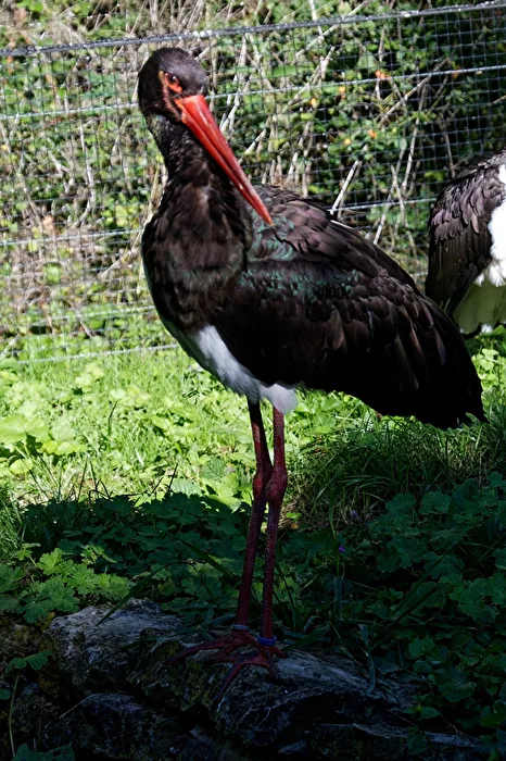Black Stork