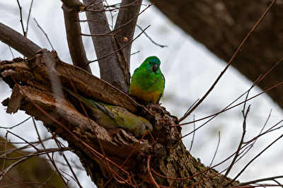 Da muss man schon genau hinsehen.