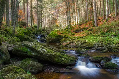 Wald