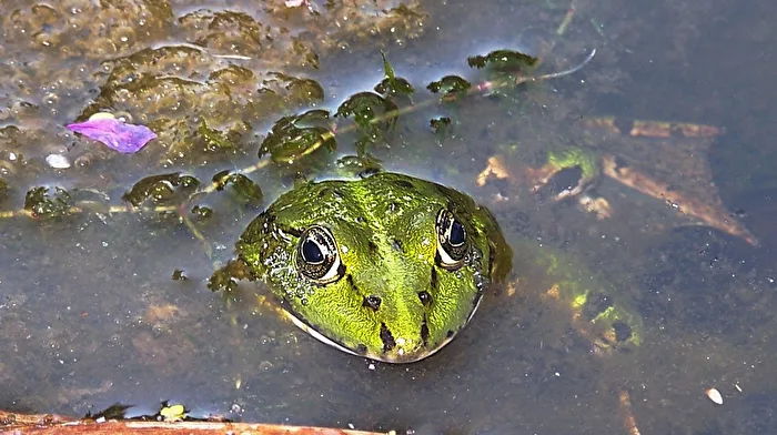 mir steht das Wasser bis zum Hals !