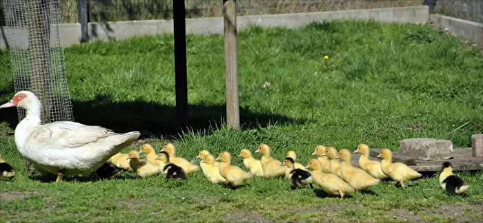 Entenfamilie