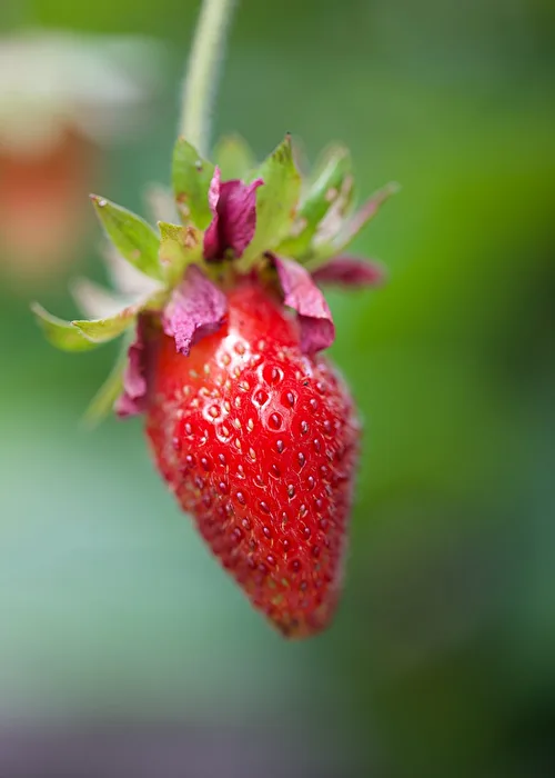 Simple Strawberry