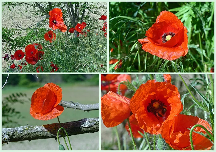 Mohnblüten