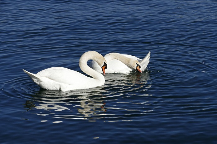 Ein Schwanenpaar