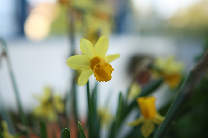 Frühling