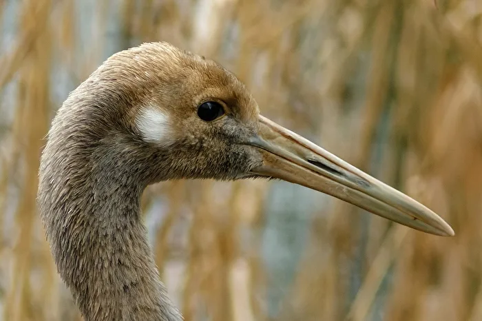 young Manchurian crane