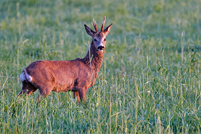 Rehbock