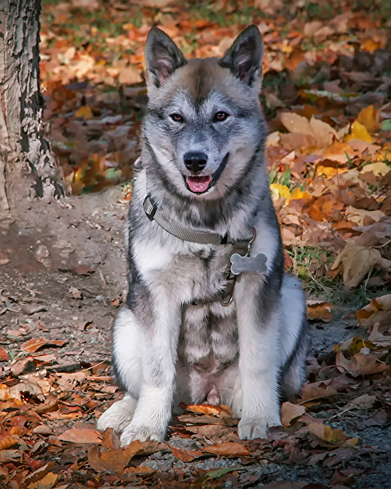 14 - monatiger Husky