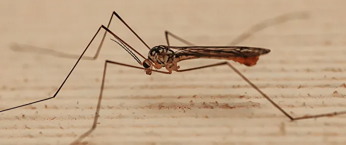 Spotted Crane Fly (Tipula vittata)