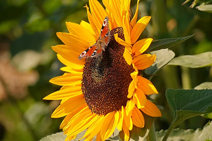 Summer Time-Time of the Butterflies