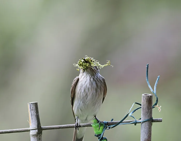 Spotted Flycatcher