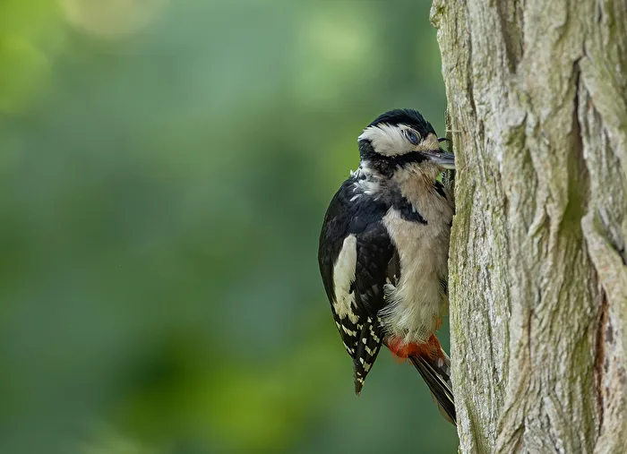 The great spotted woodpecker searching for food