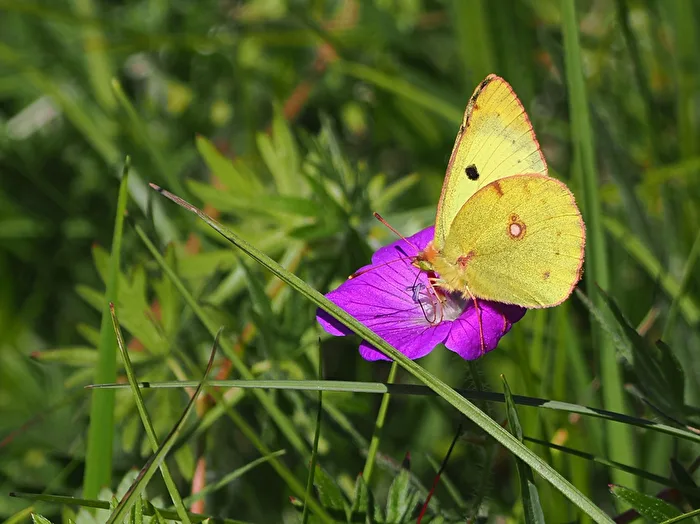 Goldene Acht