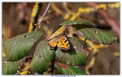Schmetterling