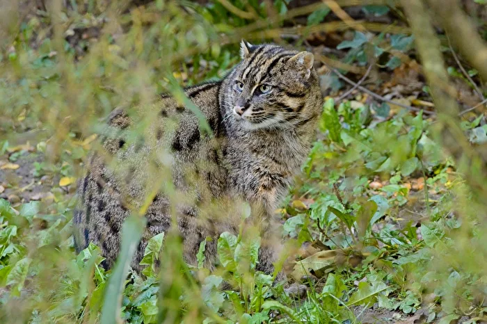 Fishing Cat