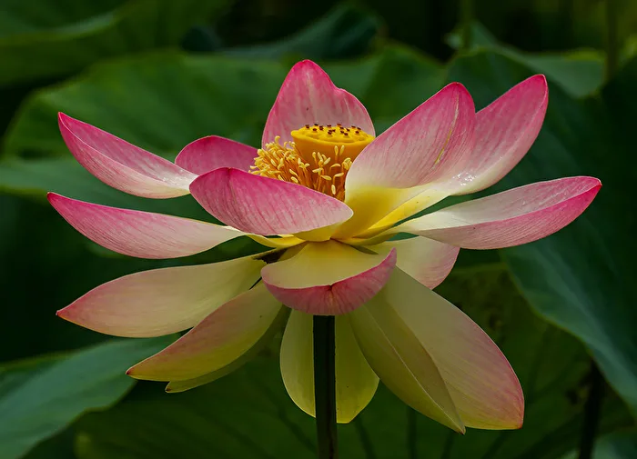 Lotosblume (Nelumbo)